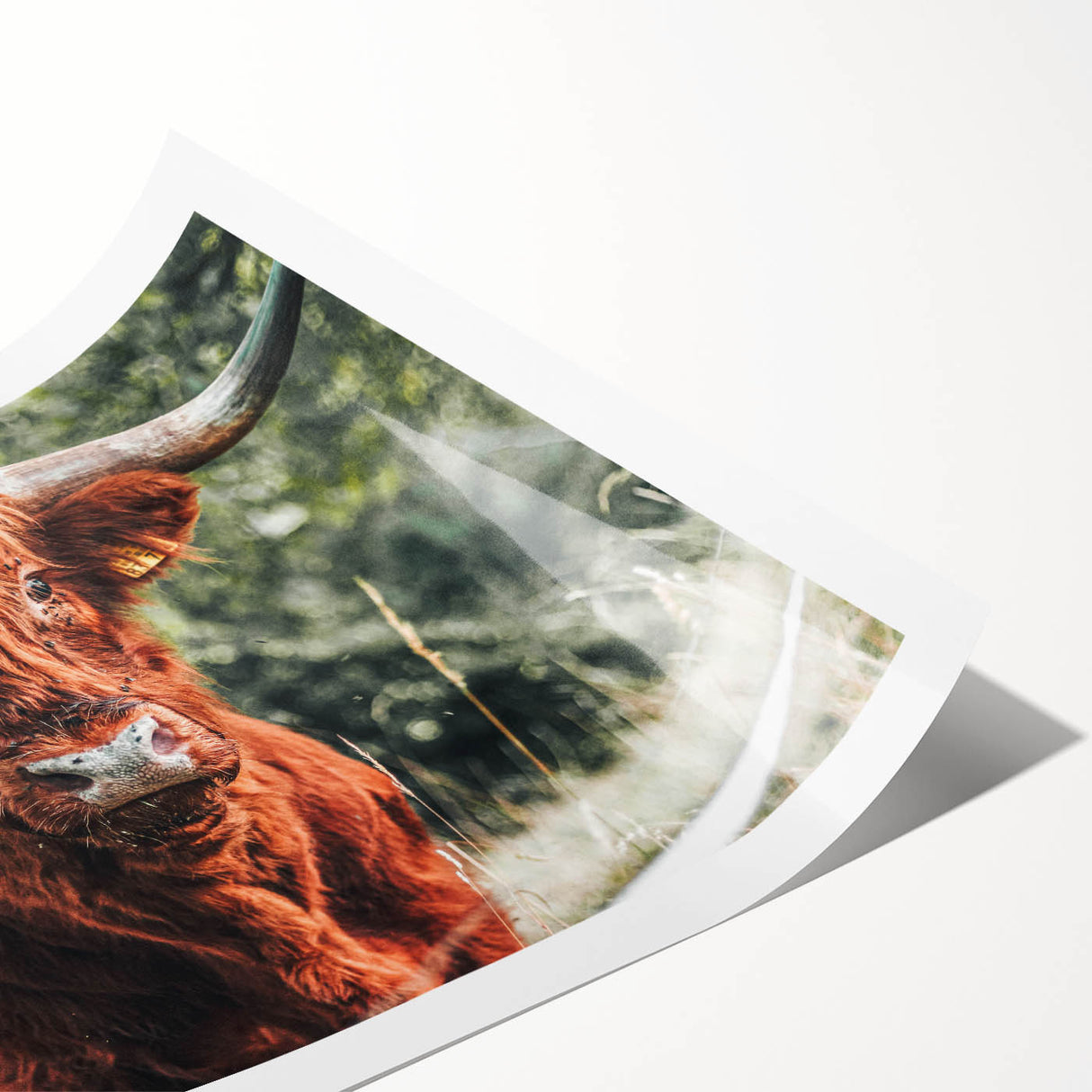 Rustic Highland Cow Wall Art – Farmhouse Country Style Decor