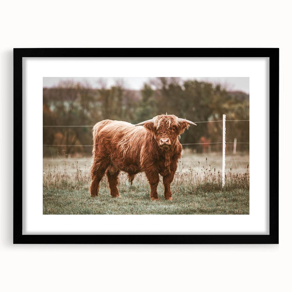 Farmhouse Wall Art: Highland Cow in Field - Rustic Country Decor