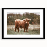 Farmhouse Wall Art: Highland Cow in Field - Rustic Country Decor