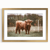 Farmhouse Wall Art: Highland Cow in Field - Rustic Country Decor