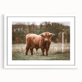 Farmhouse Wall Art: Highland Cow in Field - Rustic Country Decor