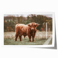 Farmhouse Wall Art: Highland Cow in Field - Rustic Country Decor
