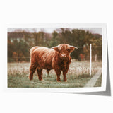 Farmhouse Wall Art: Highland Cow in Field - Rustic Country Decor