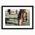Farmhouse Wall Art: Horses Grazing in Field - Rustic Country Decor