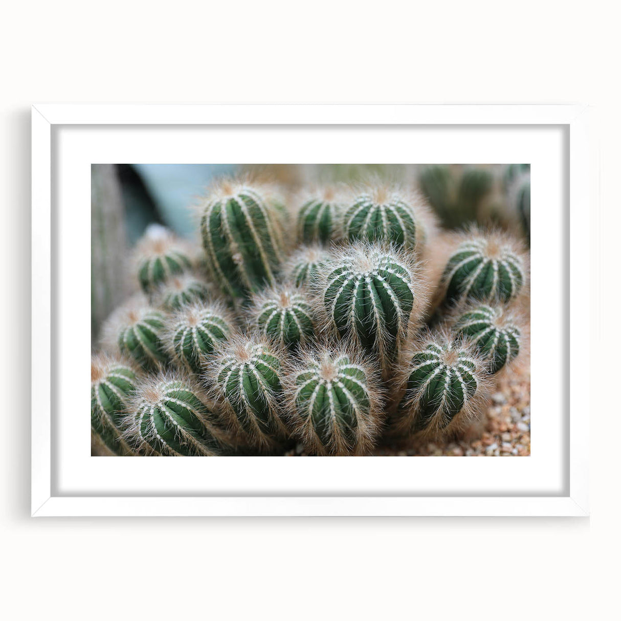 Green Cactus Cluster Farmhouse Wall Art – Rustic Country Decor Print