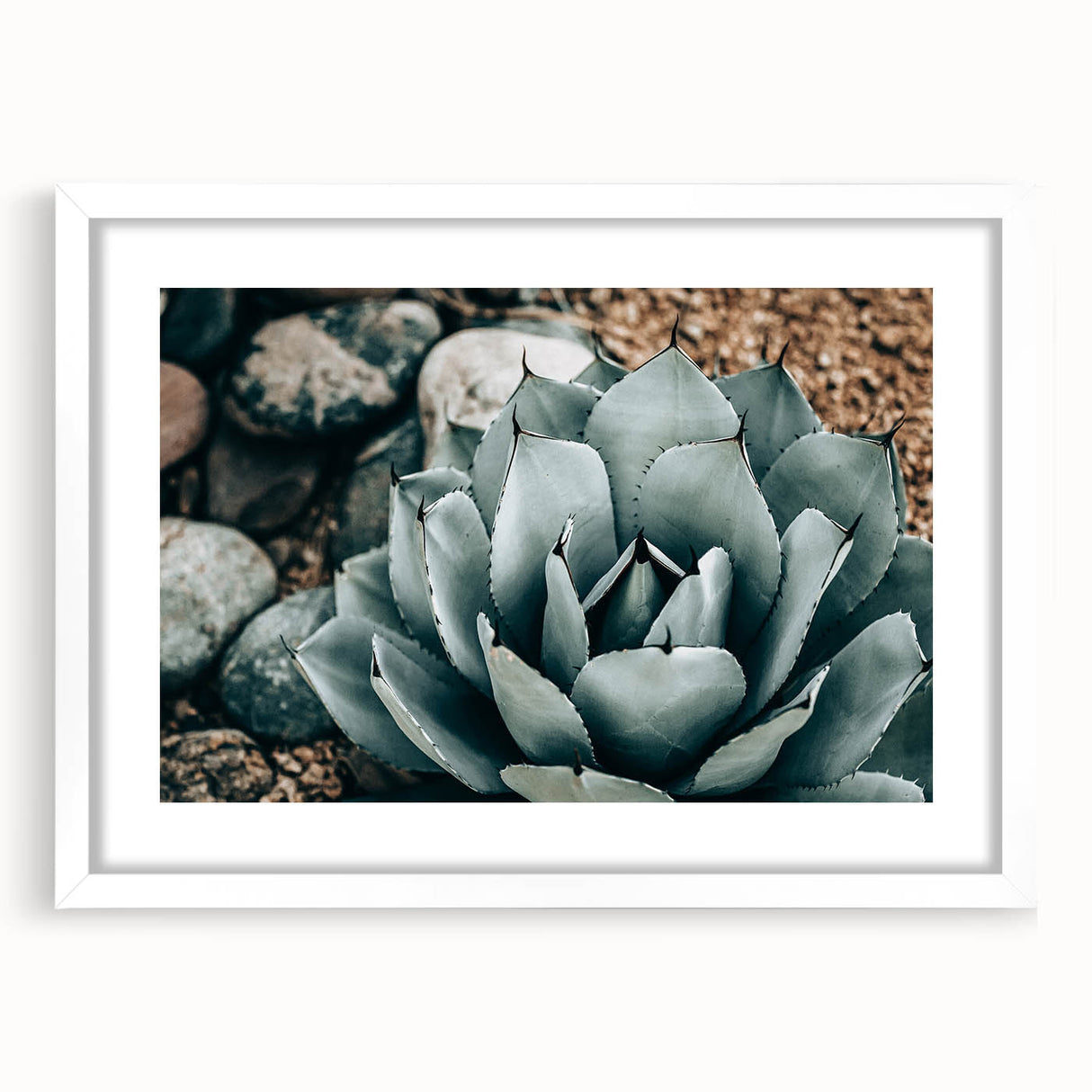 Agave Plant Farmhouse Wall Art – Rustic Country Style Decor Print