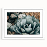 Agave Plant Farmhouse Wall Art – Rustic Country Style Decor Print