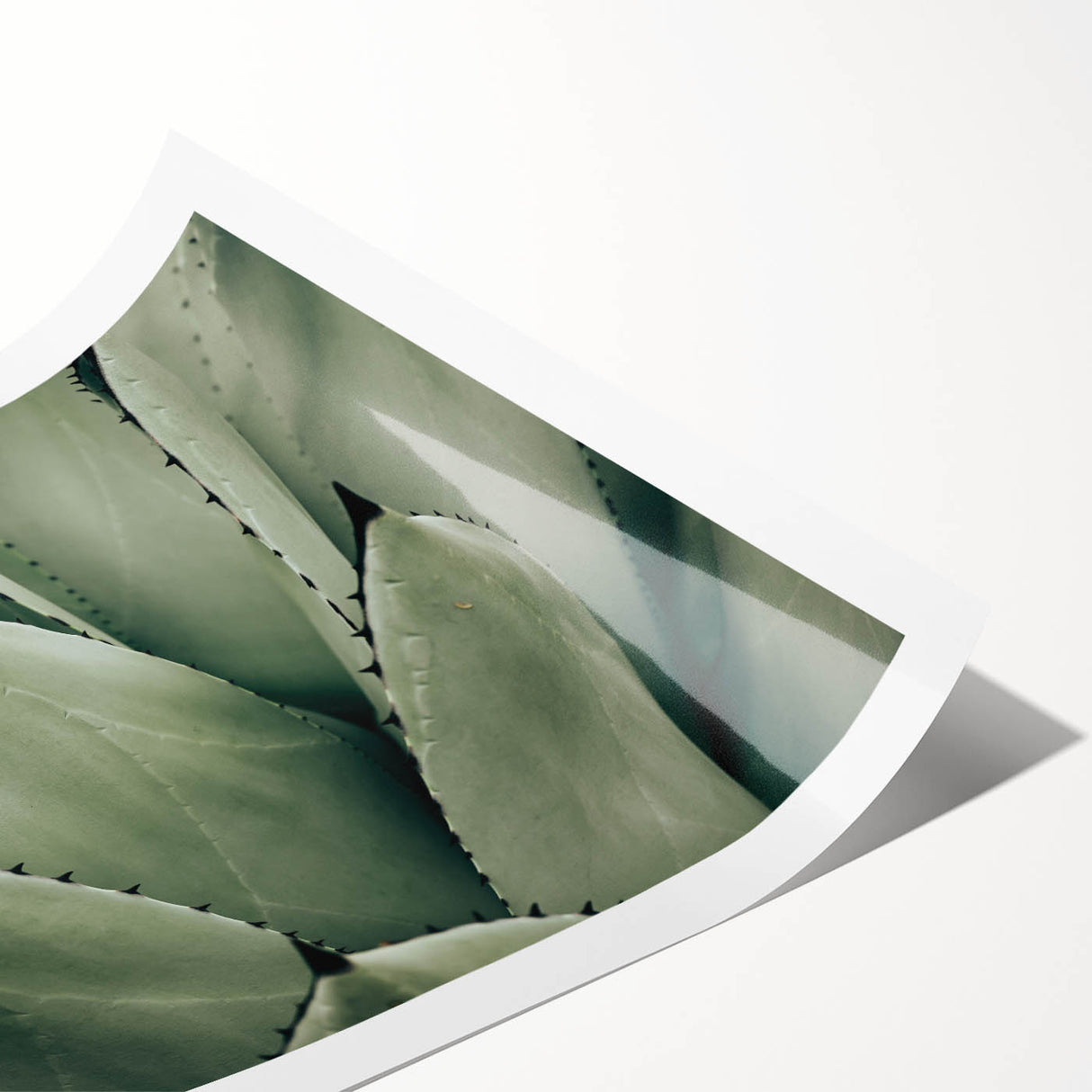 Agave Leaf Farmhouse Wall Art – Rustic Country Style Decor Print