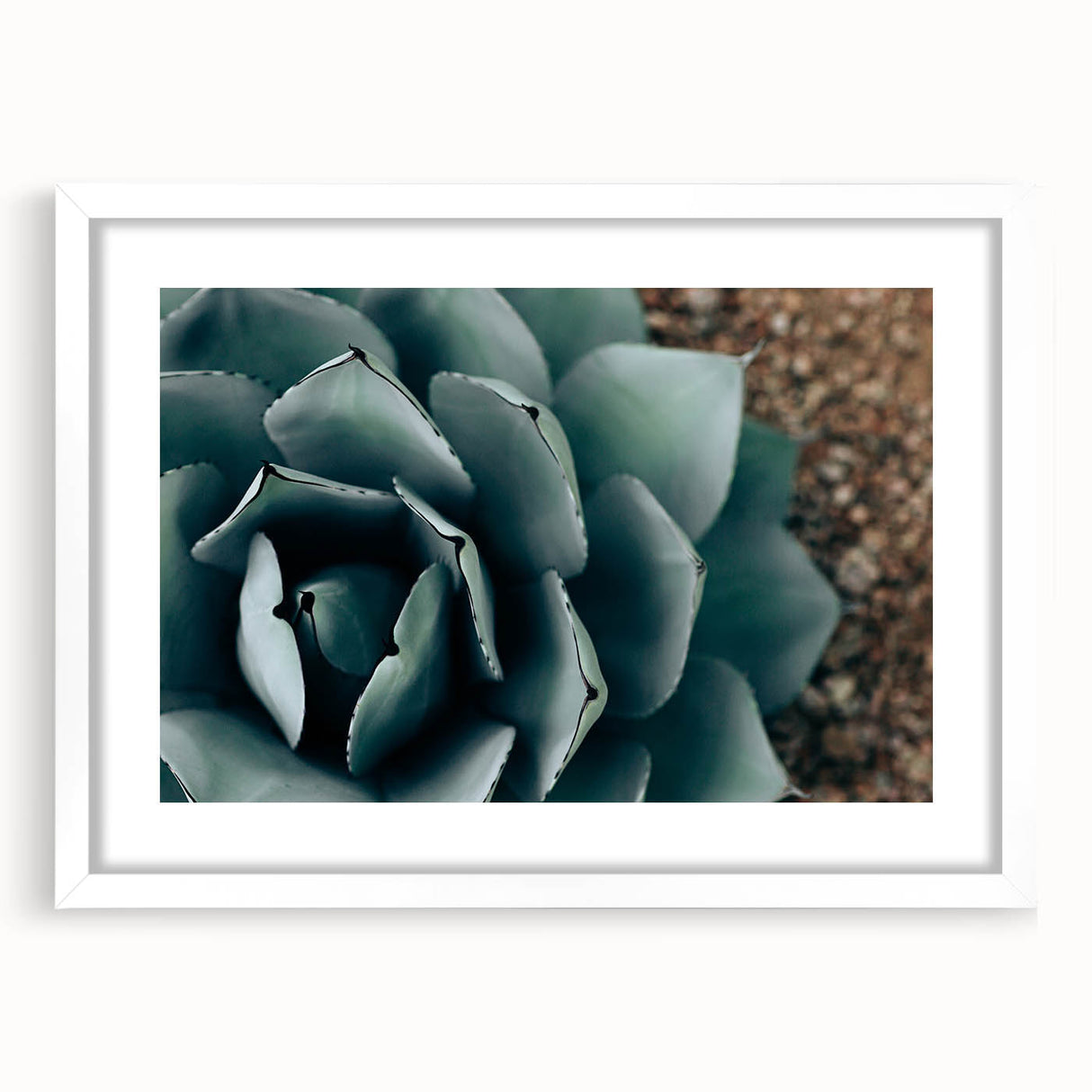 Agave Plant Close-Up Farmhouse Wall Art – Rustic Country Style Decor