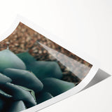 Agave Plant Close-Up Farmhouse Wall Art – Rustic Country Style Decor