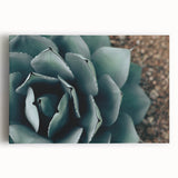 Agave Plant Close-Up Farmhouse Wall Art – Rustic Country Style Decor