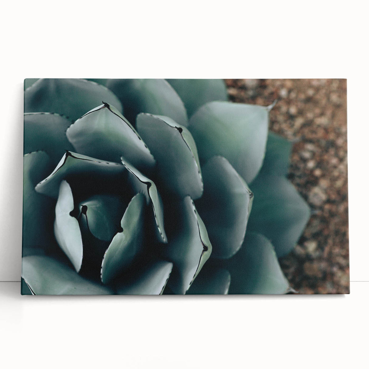 Agave Plant Close-Up Farmhouse Wall Art – Rustic Country Style Decor