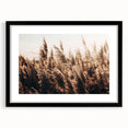 Golden Grass in Sunlight Farmhouse Wall Art – Rustic Country Decor Print