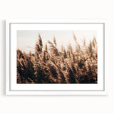Golden Grass in Sunlight Farmhouse Wall Art – Rustic Country Decor Print