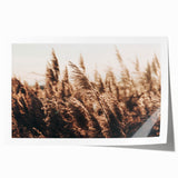 Golden Grass in Sunlight Farmhouse Wall Art – Rustic Country Decor Print