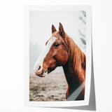 Farmhouse Wall Art - Majestic Horse Portrait Rustic Country Style Decor
