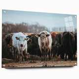 Grazing Cattle Farmhouse Wall Art – Rustic Country Style Decor Print
