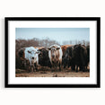 Grazing Cattle Farmhouse Wall Art – Rustic Country Style Decor Print