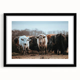 Grazing Cattle Farmhouse Wall Art – Rustic Country Style Decor Print