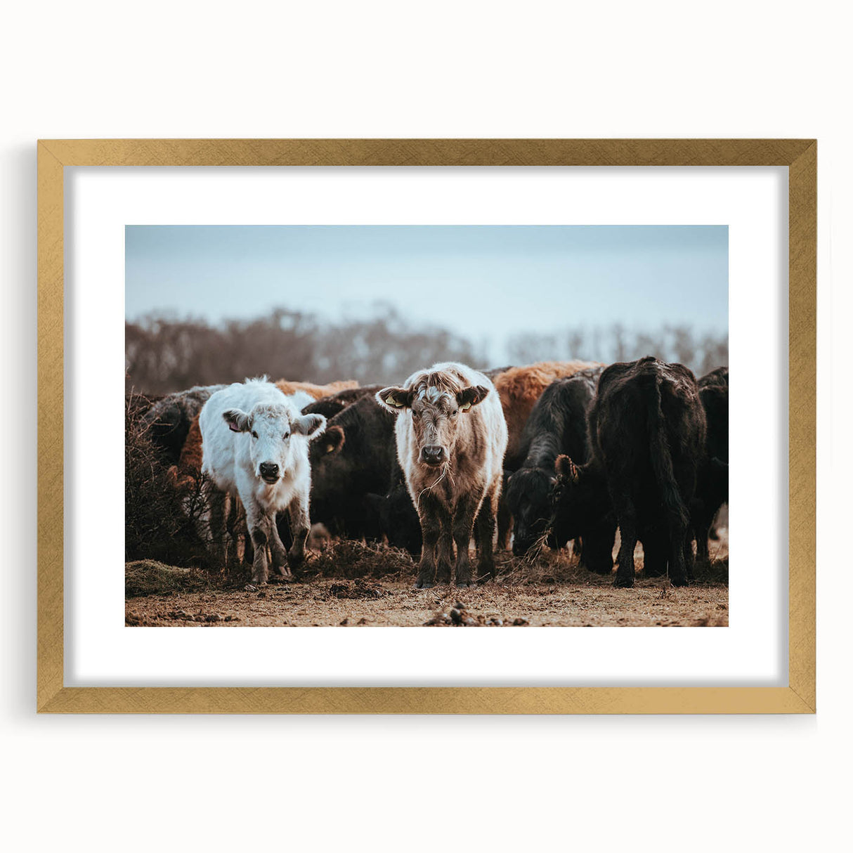 Grazing Cattle Farmhouse Wall Art – Rustic Country Style Decor Print