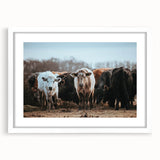 Grazing Cattle Farmhouse Wall Art – Rustic Country Style Decor Print
