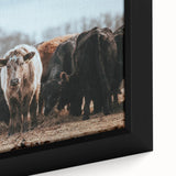 Grazing Cattle Farmhouse Wall Art – Rustic Country Style Decor Print