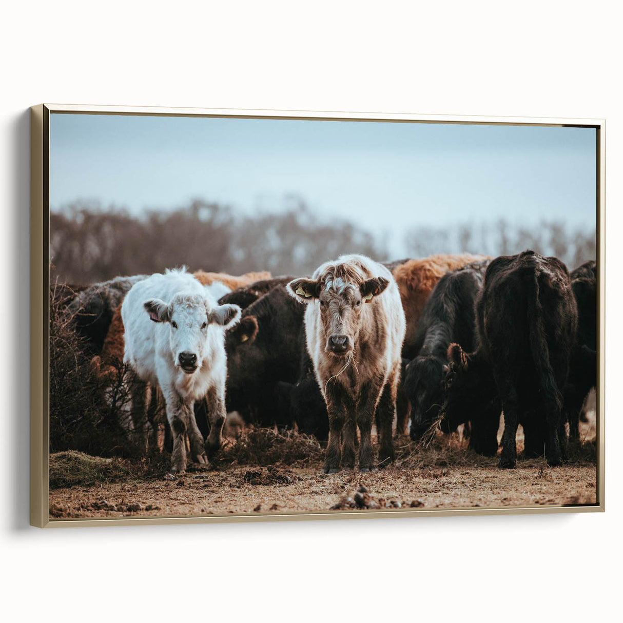 Grazing Cattle Farmhouse Wall Art – Rustic Country Style Decor Print