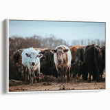 Grazing Cattle Farmhouse Wall Art – Rustic Country Style Decor Print