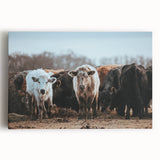 Grazing Cattle Farmhouse Wall Art – Rustic Country Style Decor Print