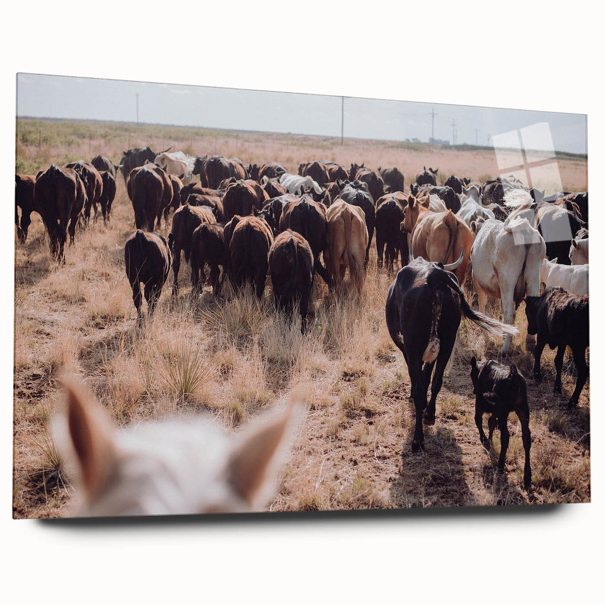 Cattle Herd on the Move Farmhouse Wall Art – Rustic Country Decor Print