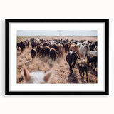 Cattle Herd on the Move Farmhouse Wall Art – Rustic Country Decor Print
