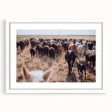 Cattle Herd on the Move Farmhouse Wall Art – Rustic Country Decor Print