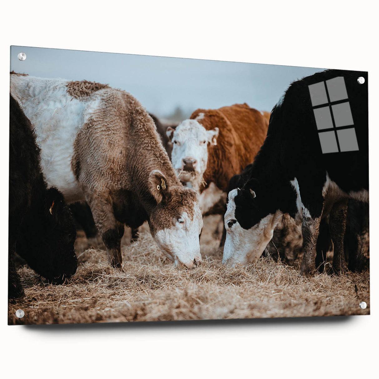 Grazing Cattle Farmhouse Wall Art – Rustic Country Style Decor Print