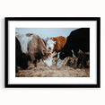 Grazing Cattle Farmhouse Wall Art – Rustic Country Style Decor Print