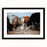 Grazing Cattle Farmhouse Wall Art – Rustic Country Style Decor Print