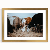 Grazing Cattle Farmhouse Wall Art – Rustic Country Style Decor Print