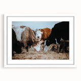 Grazing Cattle Farmhouse Wall Art – Rustic Country Style Decor Print