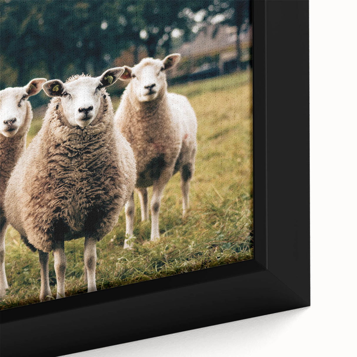 Sheep in the Field Farmhouse Wall Art – Rustic Country Style Decor Print