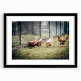 Farmhouse Wall Art: Chickens by Fence - Rustic Country Style Decor Print