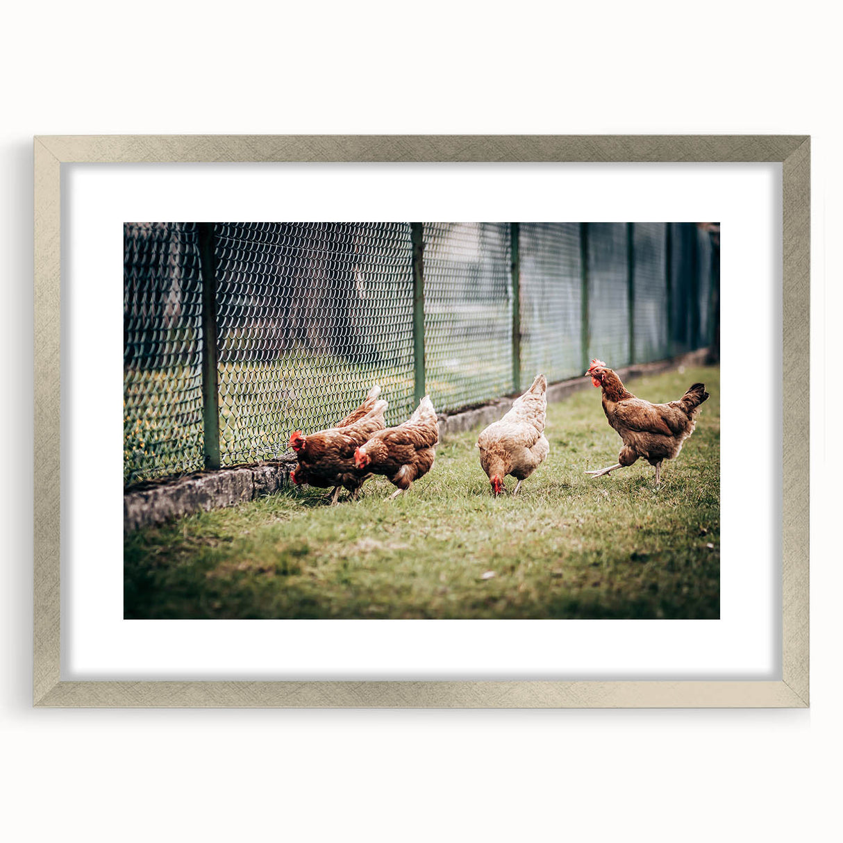 Farmhouse Wall Art: Chickens by Fence - Rustic Country Style Decor Print