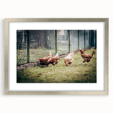 Farmhouse Wall Art: Chickens by Fence - Rustic Country Style Decor Print