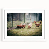 Farmhouse Wall Art: Chickens by Fence - Rustic Country Style Decor Print
