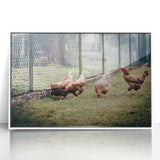 Farmhouse Wall Art: Chickens by Fence - Rustic Country Style Decor Print