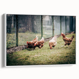 Farmhouse Wall Art: Chickens by Fence - Rustic Country Style Decor Print
