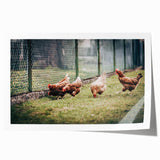 Farmhouse Wall Art: Chickens by Fence - Rustic Country Style Decor Print
