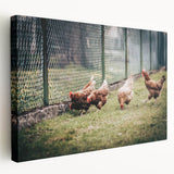 Farmhouse Wall Art: Chickens by Fence - Rustic Country Style Decor Print