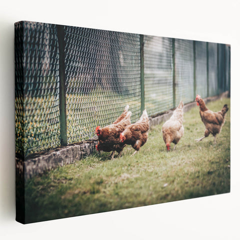 Farmhouse Wall Art: Chickens by Fence - Rustic Country Style Decor Print
