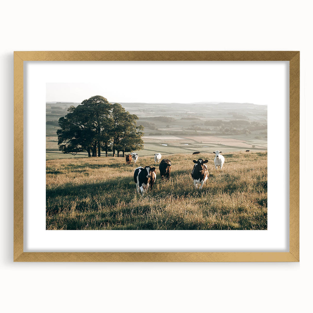 Farmhouse Wall Art: Cows in Pasture - Rustic Country Style Decor Print