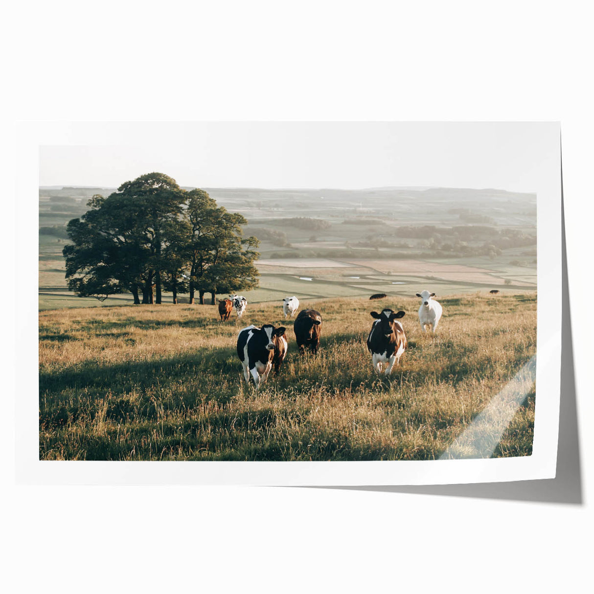 Farmhouse Wall Art: Cows in Pasture - Rustic Country Style Decor Print