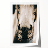 Farmhouse Wall Art - Close-Up Horse Nose Rustic Country Style Decor